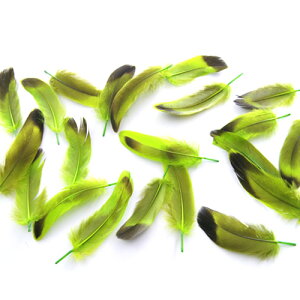 ڋ iO[j15{@4|6cm@p̉H yy[ցztFU[ FH ANZT[ p[c H | ANZT グz