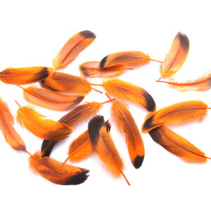 ڋʁiIWj15{@4|6cm@p̉HytFU[ ANZT[ p[c H | ANZT グ Hzy[ցz