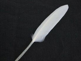 ケン羽根 白（5本）白い羽根 楽器 リード清掃用にも是非 【メール便】