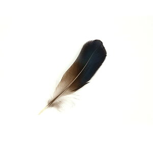 MPCH  i`(FȂ) 5{ 11-14cm Zyp̉HzyANZT[ tFU[ p[c H | ANZT グzy[ցz