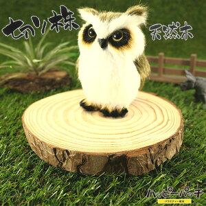 VR؂̑ fBXvCX^h XM̖ ؂芔 1 12-14cm 1.5cm u TCY ؐ ̖ MD-312 [OK