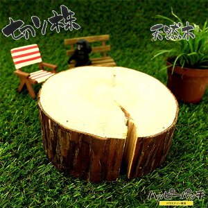 ݌ɏ VR؂̑ fBXvCX^h XM̖ ؂芔 12cm  ؐ ̖ t { MD-502 zւ̂