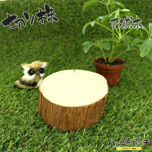 ݌ɏ VR؂̑ fBXvCX^h XM̖ ؂芔 9cm  ؐ ̖ t { MD-504 zւ̂