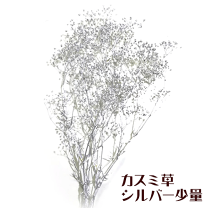 楽天市場】カスミ草 シルバーの通販