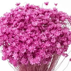 _10%OFF^ vU[uht[ ԍ X^[t[ ~j Xgx[ 12g 30194-221 n[oE {[y  [X Lh Â ޗ ANZT[ n_ hCt[ 