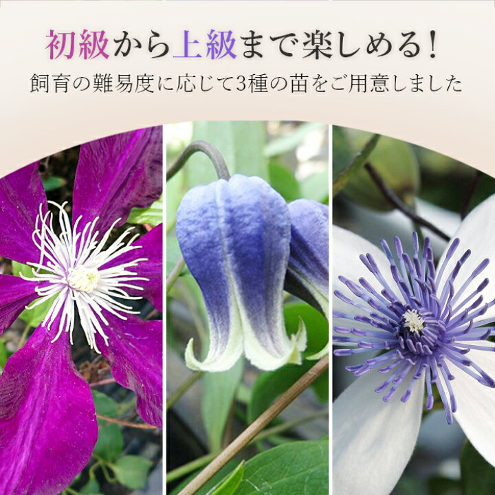 楽天市場 クレマチス苗 １本 はやて しずく アコウエンシス 苗 雫 ヴィオルナ系 花 フラワー 鉢植え 庭植 つる性 ツル 植物 色鮮やかな花 ベランダ 大輪 初級 上級 初心者庭 ベランダ お花 栽培 Tokyo Small Gift