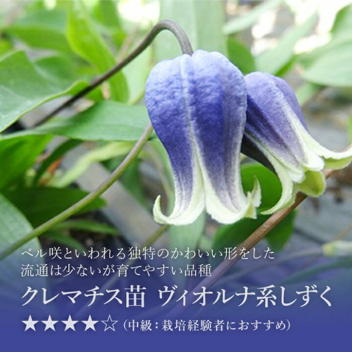 楽天市場 クレマチス苗 １本 はやて しずく アコウエンシス アフロディーテエレガフミナ 苗 雫 ヴィオルナ系 花 フラワー 鉢植え 庭植 つる性 ツル 植物 色鮮やかな花 ベランダ 大輪 初級 上級 初心者庭 ベランダ お花 栽培 クレマチス 苗 家庭菜園 園芸 Tokyo Small Gift
