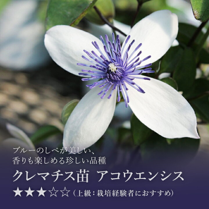 楽天市場 クレマチス苗 3本 はやて しずく アコウエンシス 苗 雫 ヴィオルナ系 花 フラワー 鉢植え 庭植 つる性 ツル 植物 色鮮やかな花 ベランダ 大輪 初級 上級 初心者庭 ベランダ お花 栽培 Tokyo Small Gift 楽天市場 クレマチス苗 3本 はやて しずく アコウエンシス 苗 雫 ヴィオルナ系 花 フラワー 鉢植え 庭植 つる性 ツル 植物 色鮮やかな花 ベランダ 大輪 初級 上級 初心者庭 ベランダ お花 栽培 Tokyo Small Gift