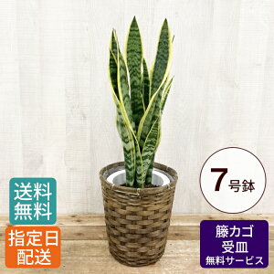 観葉植物 プレゼント 男性の人気商品 通販 価格比較 価格 Com