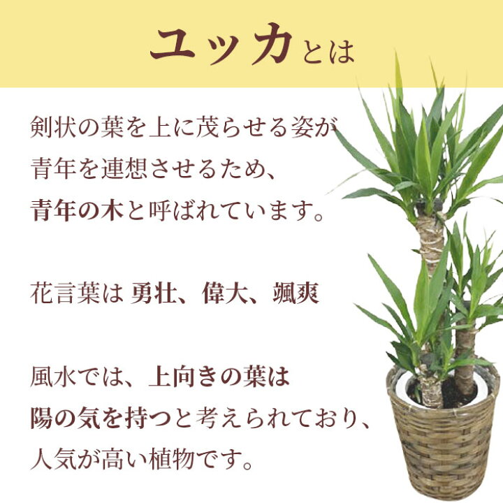 楽天市場 観葉植物 ユッカ 青年の木 7号 丸プラ 鉢 おしゃれ 鉢植え 大 大型 大きい インテリア グリーン 室内用 植物 本物 自宅 お祝い 祝い 御祝 開業祝 オープン 新築 新生活 引越し プレゼント 御中元 中元 ギフト Tokyo