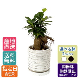 観葉植物 ガジュマル 4号 利休陶器 / 鉢 おしゃれ 鉢植え 卓上 小さい インテリア 室内用 植物 本物 陶器鉢 自宅 お祝い 御祝 開業祝 オープン 新築 引越し 結婚 新生活 プレゼント 御中元 中元 ギフト