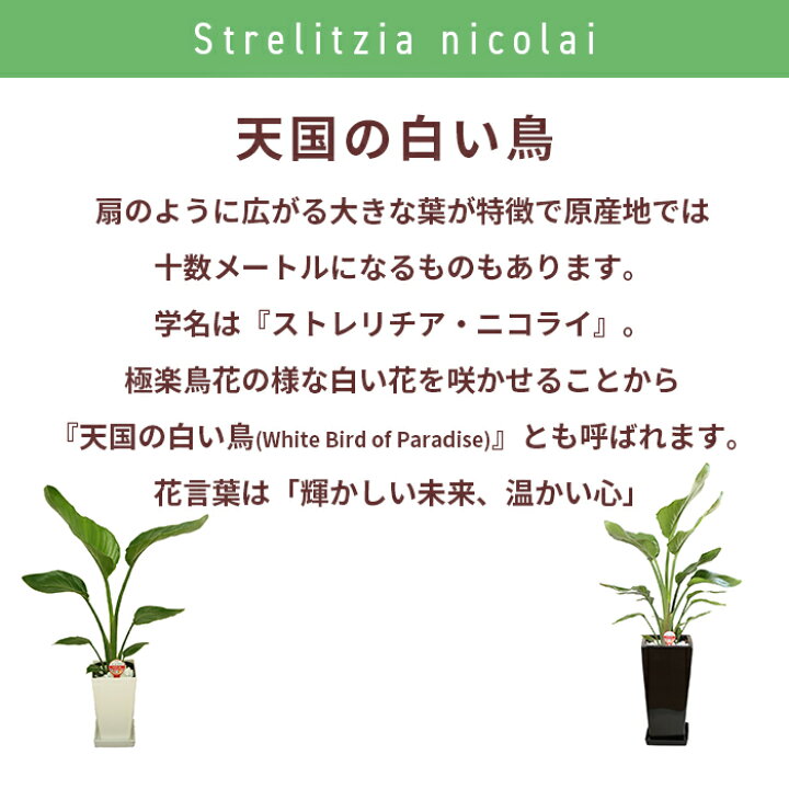観葉植物 ストレリチア ストレチア オーガスタ 8号 ホワイト陶器鉢 丸形 2株植え 高さ G7 Ogasutamr ブルーミングスケープ 通販 ブルーミングスケープ観葉植物 ストレリチア ストレチア オーガスタ ８号 ホワイト陶器鉢 ｚタイプ 高さ Tecnomallas Com Ar