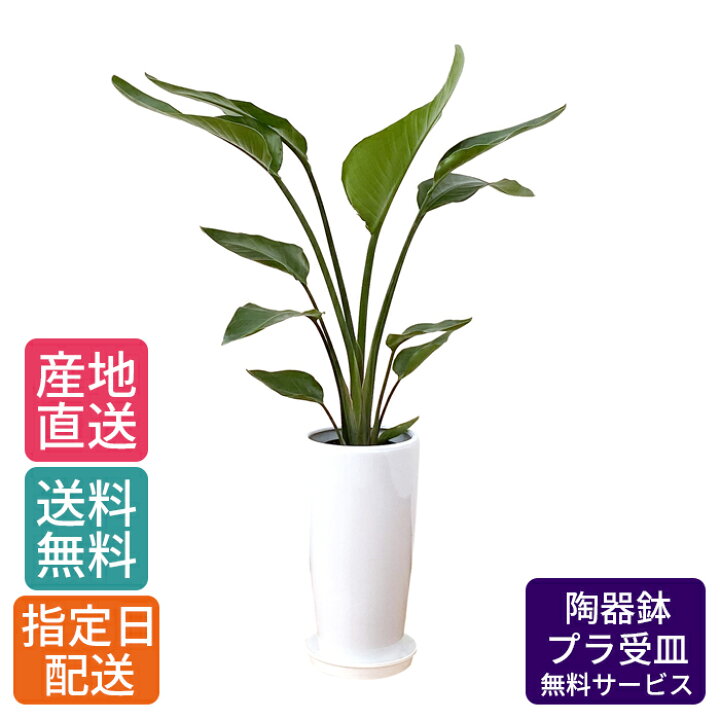 楽天市場 観葉植物 ストレリチア オーガスタ7号 丸陶器ロング 白 鉢 おしゃれ 鉢植え 大 大型 大きい インテリア 室内用 植物 本物 陶器鉢 自宅 御祝 開業祝 オープン 引越し プレゼント ギフト Tokyo Small Gift