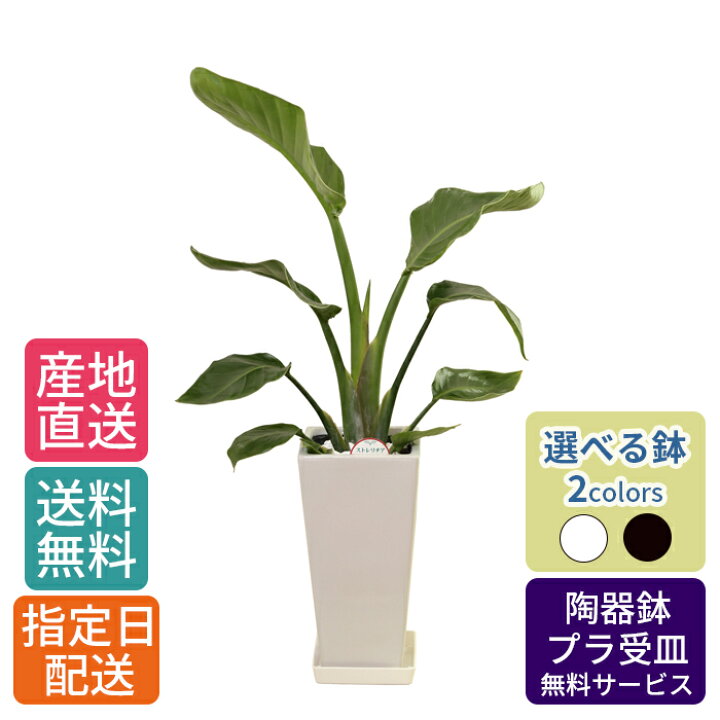 楽天市場】観葉植物 ストレリチア オーガスタ 6号 角高陶器 / 鉢 