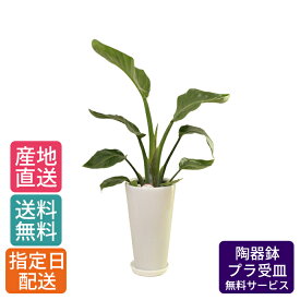 観葉植物 ストレリチア オーガスタ 6号 丸高陶器 白 / 鉢 おしゃれ 鉢植え 小 小さい インテリア 室内用 植物 本物 陶器鉢 自宅 御祝 開業祝 オープン 新築 引越し プレゼント 御中元 中元 ギフト