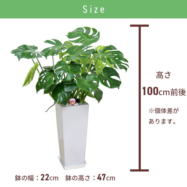 楽天市場 観葉植物 モンステラ 8号 角高陶器 鉢 おしゃれ 鉢植え 大 大型 大きい インテリア 室内用 植物 本物 陶器鉢 自宅 お祝い 御祝 開業祝 オープン 新築 引越し 結婚 新生活 プレゼント 御中元 中元 ギフト Tokyo Small