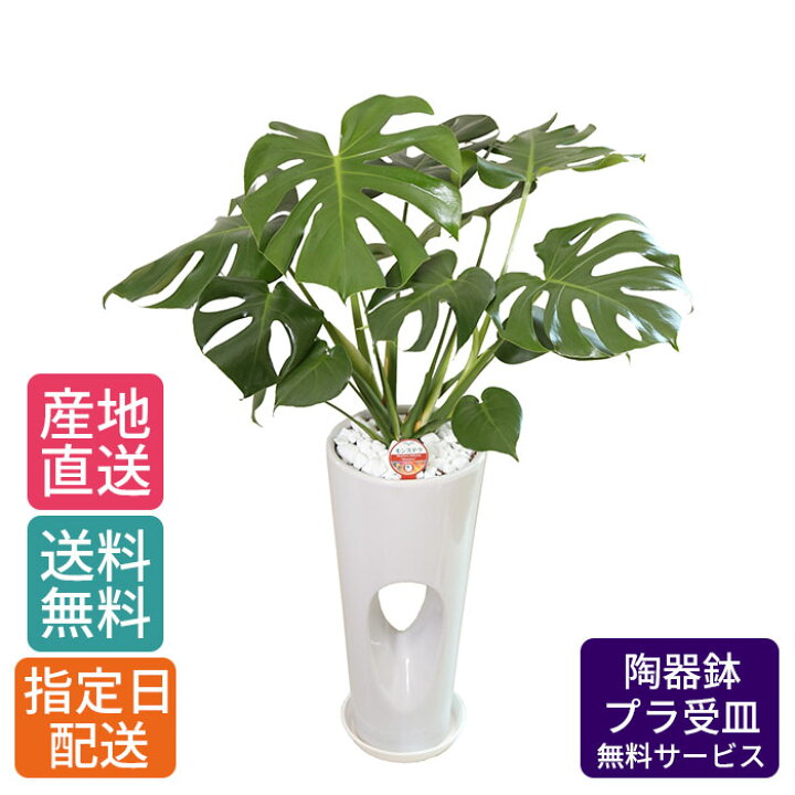 楽天市場】観葉植物 モンステラ 7号 穴高陶器 / 鉢 おしゃれ 鉢植え 大 