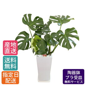 【 通常17655円→特価11770円 】観葉植物 モンステラ 7号 角高陶器/鉢 鉢植え 大 大型 大きい インテリア 植物 陶器鉢 自宅 お祝い 御祝 開業祝 オープン 新築 引越し 結婚プレゼント ギフト