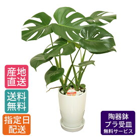 楽天市場 引越し祝い 観葉植物 花 観葉植物 花 ガーデン Diyの通販 楽天市場 引越し祝い 観葉植物 花 観葉植物 花 ガーデン Diyの通販