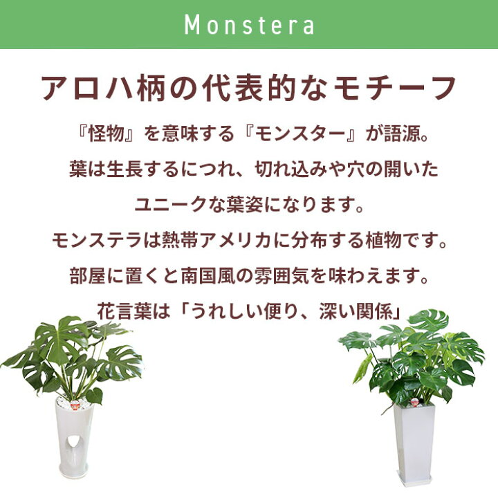 楽天市場 観葉植物 モンステラ 6号 丸陶器 鉢 おしゃれ 鉢植え 小 小さい インテリア 室内用 植物 本物 陶器鉢 自宅 お祝い 御祝 開業祝 オープン 新築 引越し 結婚 新生活 プレゼント 御中元 中元 ギフト Tokyo Small Gift