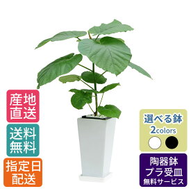 観葉植物 ウンベラータ 6号 角高陶器 / 鉢 おしゃれ 鉢植え 小 小さい インテリア 室内用 植物 本物 自宅 お祝い 御祝 開業祝 オープン 新築 引越し 結婚 新生活 プレゼント 御中元 中元 ギフト