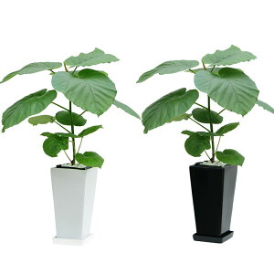 観葉植物 ウンベラータ 6号 角高陶器/鉢 鉢植え 小 小さい インテリア 植物 自宅 お祝い 御祝 開業祝 オープン 新築 引越し 結婚 新生活 プレゼント ギフト