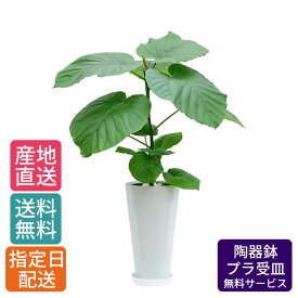 【 通常10890円→特価7260円 】観葉植物 ウンベラータ 6号 丸高陶器/鉢 鉢植え 小 小さい インテリア 植物 自宅 お祝い 御祝 開業祝 オープン 新築 引越し 結婚 新生活 プレゼント ギフト