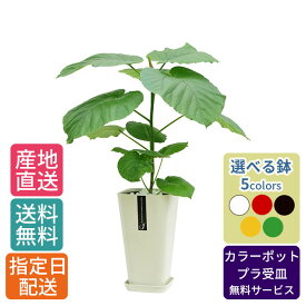 観葉植物 ウンベラータ 6号 カラ―ポット / 鉢 おしゃれ 鉢植え 小 小さい インテリア 室内用 植物 本物 自宅 お祝い 御祝 開業祝 オープン 新築 引越し 結婚 新生活 プレゼント 御中元 中元 ギフト