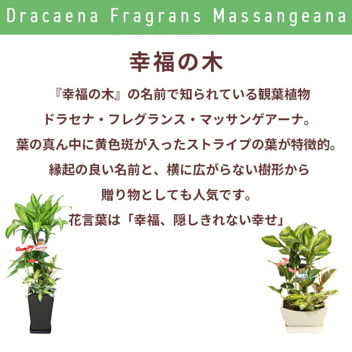 楽天市場 観葉植物 寄せ植え 幸福の木 尺 リン角陶器 10号 鉢 おしゃれ 鉢植え 大 大型 大きい インテリア 室内用 植物 本物 自宅 お祝い 御祝 開業祝 オープン 新築 引越し 新生活 プレゼント 御中元 中元 ギフト Tokyo