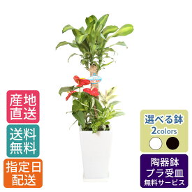 観葉植物 寄せ植え ( 幸福の木 ) 7号 角陶器 / 鉢 おしゃれ 鉢植え 大 大型 大きい インテリア 室内用 植物 本物 自宅 お祝い 御祝 開業祝 オープン 新築 引越し 新生活 プレゼント 御中元 中元