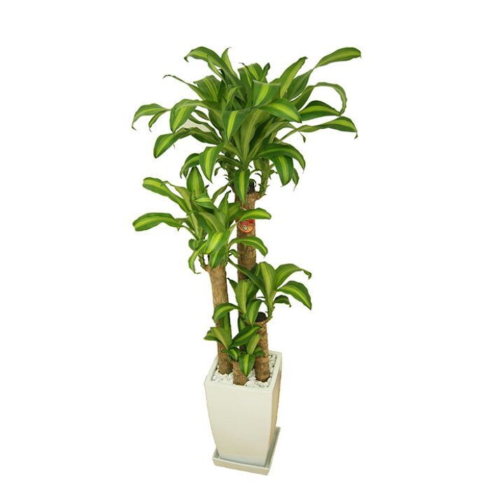 楽天市場 観葉植物 ドラセナ マッサン 幸福の木 8号 角陶器 鉢 おしゃれ 鉢植え 大 大型 大きい インテリア グリーン 室内用 植物 本物 自宅 お祝い 祝い 御祝 開業祝 オープン 新築 新生活 引越し プレゼント 御中元 中元 ギフト