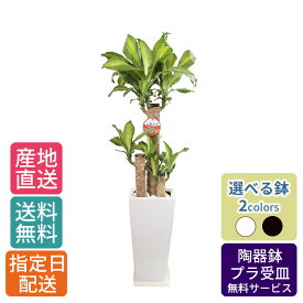 楽天市場 引越し祝い 観葉植物 花 観葉植物 花 ガーデン Diyの通販 楽天市場 引越し祝い 観葉植物 花 観葉植物 花 ガーデン Diyの通販