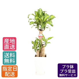 【 通常13926円→特価9284円 】観葉植物 マッサン 7号 角プラ /鉢 鉢植え 大 大型 大きい インテリア 植物 自宅 お祝い 御祝 開業祝 オープン 新築 引越し 結婚 新生活 プレゼント ギフト