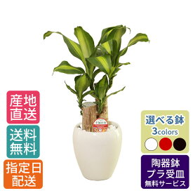 【 通常9570円→特価6380円 】観葉植物 ドラセナ マッサン 5号 丸陶器 /鉢 鉢植え 卓上 小さい インテリア グリーン 植物 自宅 お祝い 祝い 御祝 開業祝 オープン 新築 新生活 引越し プレゼント ギフト