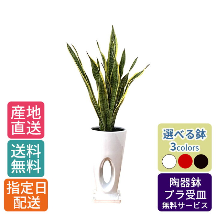楽天市場 観葉植物 サンスベリア 7号 穴高陶器 サンセベリア トラノオ 観葉植物 大 大型 観葉 植物 木 鉢 おしゃれ 開店祝い 鉢植え 花 ギフト インテリア 花 室内用 植物 新築祝い 引越し祝い 結婚祝い プレゼント 結婚祝 誕生日プレゼント 父の日 母の日 結婚記念日