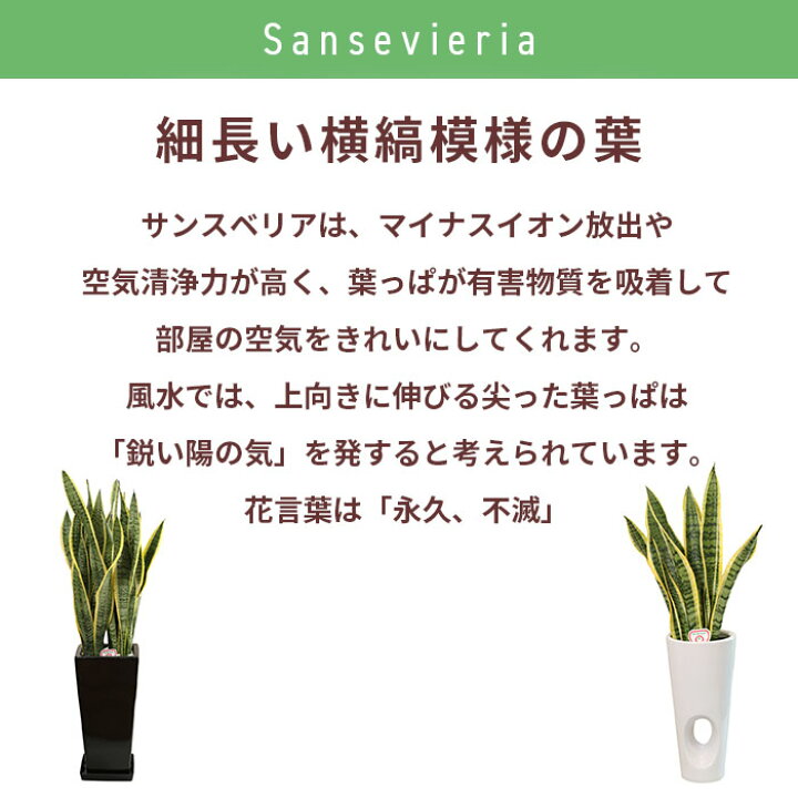 楽天市場 観葉植物 サンスベリア 7号 穴高陶器 サンセベリア トラノオ 観葉植物 大 大型 観葉 植物 木 鉢 おしゃれ 開店祝い 鉢植え 花 ギフト インテリア 花 室内用 植物 新築祝い 引越し祝い 結婚祝い プレゼント 結婚祝 誕生日プレゼント 父の日 母の日 結婚記念日