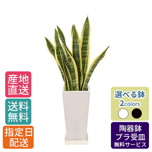サンスベリア おしゃれ Diy 工具の人気商品 通販 価格比較 価格 Com