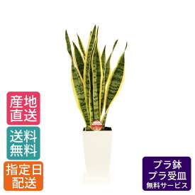 【 通常9570円→特価6380円 】観葉植物 サンスベリア 6号 角プラ /鉢 鉢植え 小 小さい インテリア グリーン植物 自宅 お祝い 祝い 御祝 開業祝 オープン 新築 新生活 引越し プレゼント ギフト