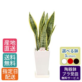 【 通常9340円→特価6160円 】観葉植物 サンスベリア 5号 角陶器 /鉢 鉢植え 卓上 小さい インテリア 植物 自宅 お祝い 御祝 開業祝 オープン 新築 引越し 結婚 新生活 プレゼント ギフト