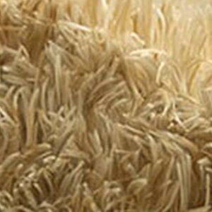 y撅zN[|zO J[ybg 200×250cm 􂦂 @ ې VM[O n  }CNt@Co[ ۉH ~ g[Ή zbgJ[ybgΉ 킢  