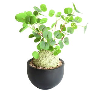 ϗtA  GNA R[fbNX LTCY CTG}H tFCNO[ 򍪐A L R h  CeA