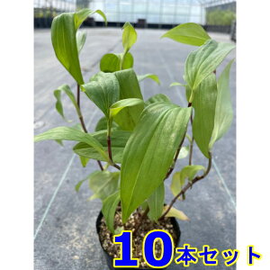 タイワンホトトギス (台湾杜鵑草) 9.0p 10本 9.0p 山野草