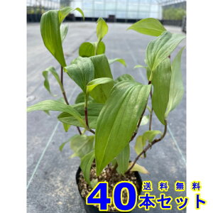 ^CzggMX (pmC) 9.0p 40{ 9.0p R쑐