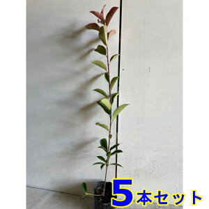 bhr (xjJi`) 9.0p 5{ 0.5mO 9.0p A؁@c؁@V{c[@_