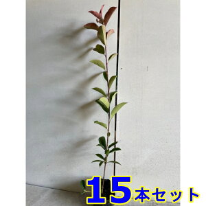 bhr (xjJi`) 9.0p 15{ 0.5mO 9.0p A؁@c؁@V{c[@_