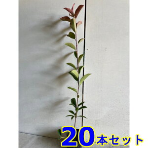 bhr (xjJi`) 9.0p 20{ 0.5mO 9.0p A؁@c؁@V{c[@_