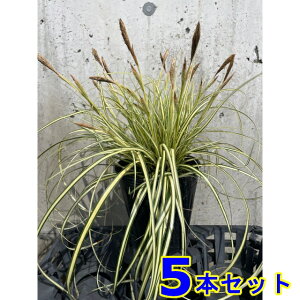 JbNX (Go[S[h@xAOX) 12.0p 5{ 12.0p OhJo[@@G\h