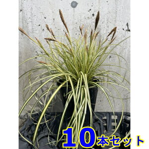 JbNX (Go[S[h@xAOX) 12.0p 10{ 12.0p OhJo[@@G\h