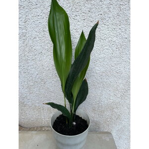 n (t) 13.5p 1{ 13.5p OhJo[@@G\h