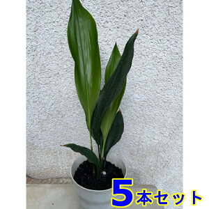 n (t) 13.5p 5{ 13.5p OhJo[@@G\h